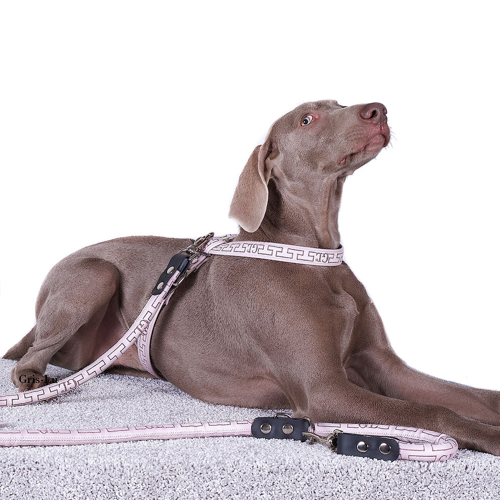 Miniaturbild: HUNDELEINE KURZ ROSA - GRIS-LU ROSE