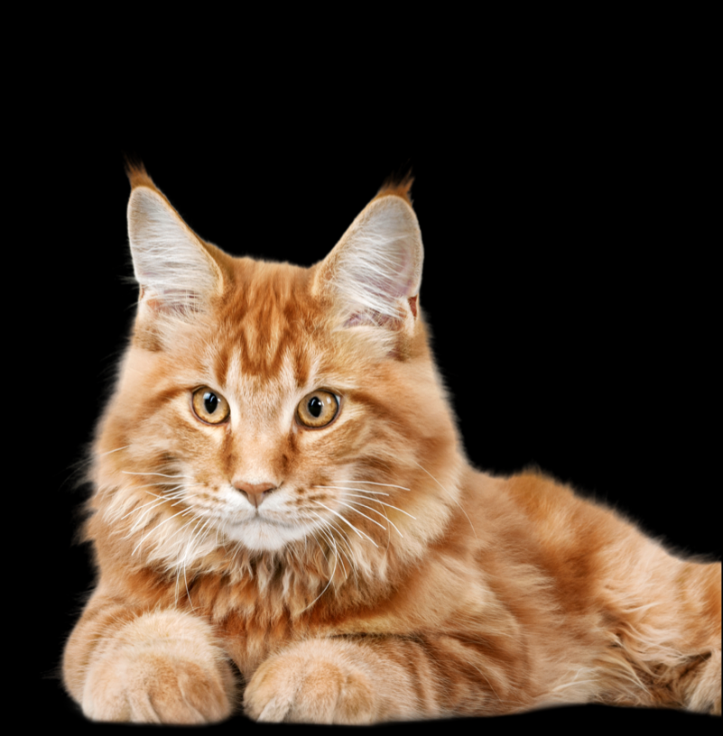 CAT SPA LUGANO TOELETTATURA.001.png