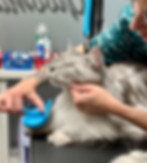 toelettatura gatti lugano cat grooming dog shop paradise.jpg