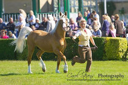 Abbeyvale Romeo
