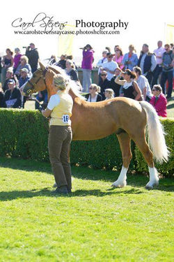 Abbeyvale Romeo