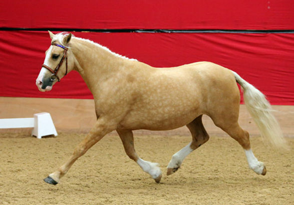 Cynheidrefawr Flashy Franchesca