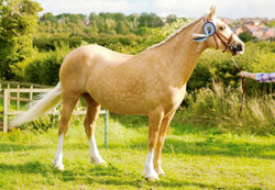 Cynheidrefawr Flashy Franchesca