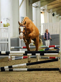 Abbeyvale Romeo