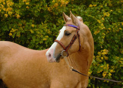 Abbeyvale Romeo