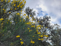 Kaiut Yoga à Signes (12)