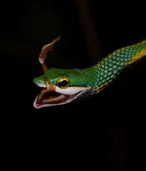 Test predation - frame at 0m10s.jpg