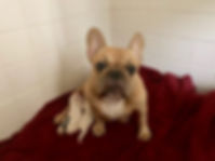 IMG_1181.jpeg