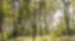 2025-07-17_Waldgemeinschaft_Marienberg_-41_edited.jpg