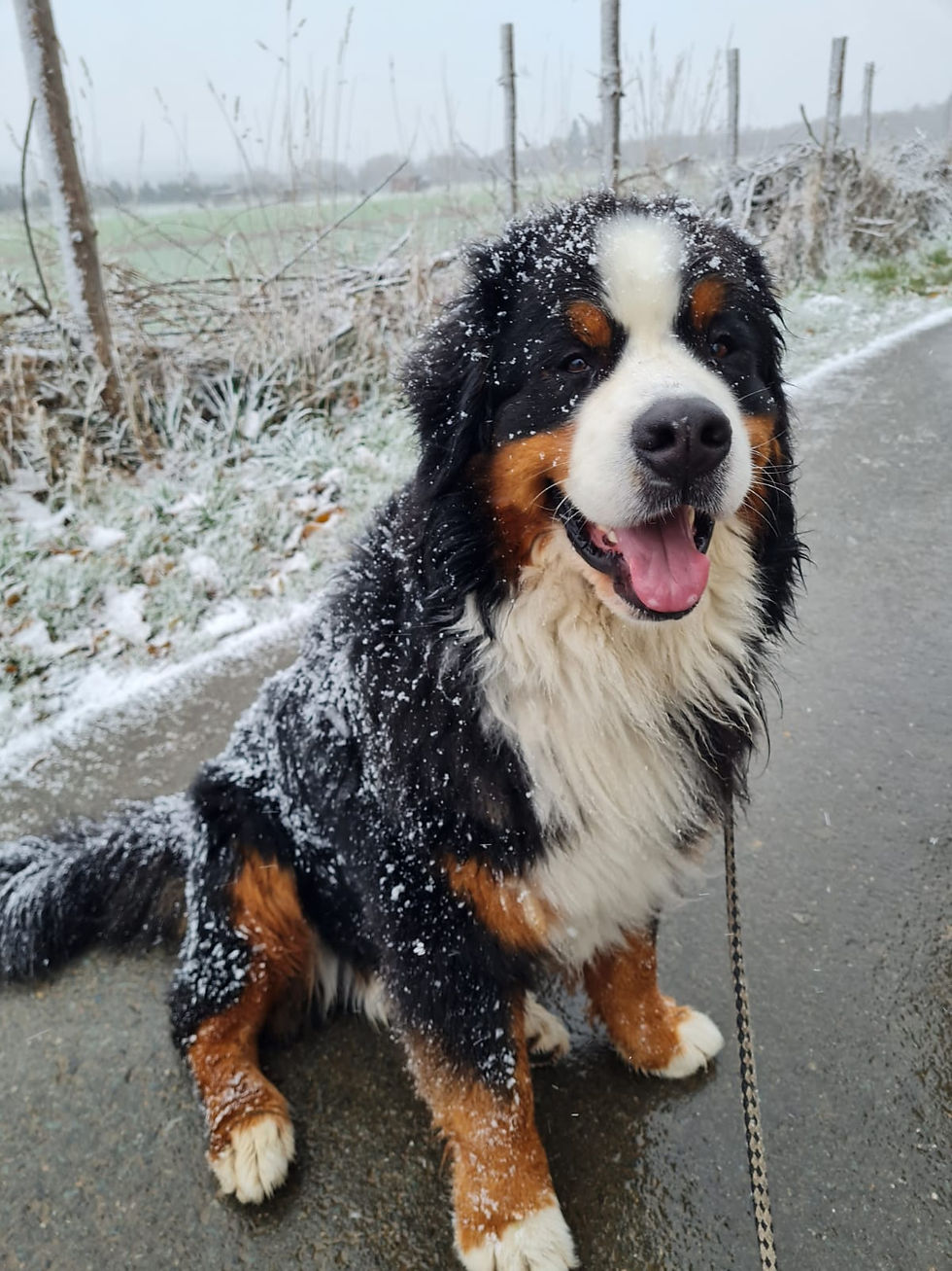Hannes