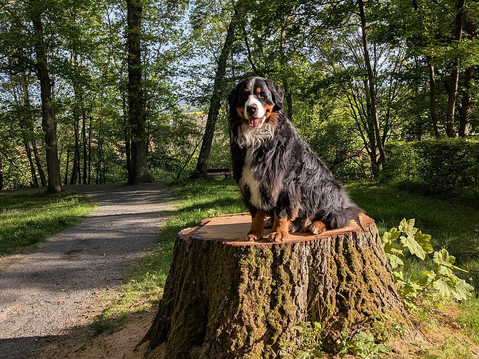 Heinrich
