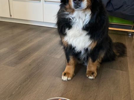 Hundegeburtstag