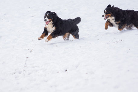 Berner Sennenhund Hündin im Schnee