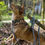 Miniaturbild: Roots & Coulds Mini-Leine