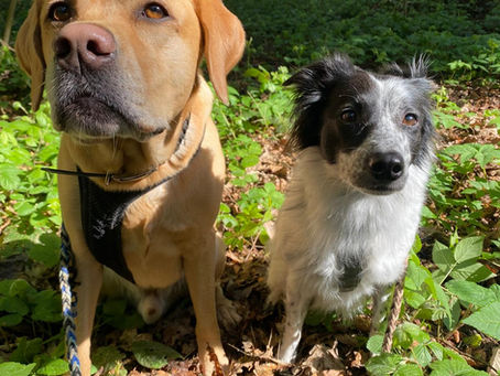 Die Vier Jahreszeiten mit Hund - worauf solltest du achten?