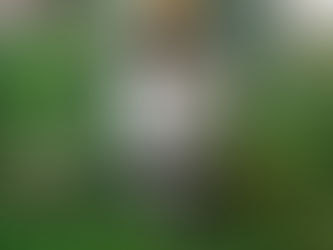 Ätherische Öle für deinen Hund - Was zu beachten ist