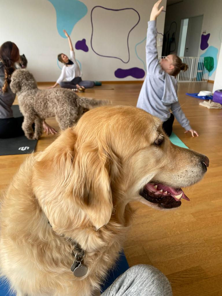 Hunde-Yoga