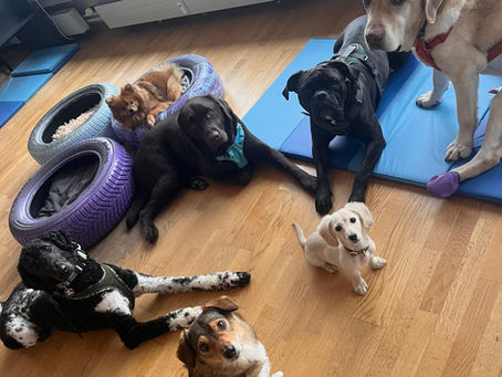 Ein Tag im Hundehort - Erzählt von unserem Tageshund Leo