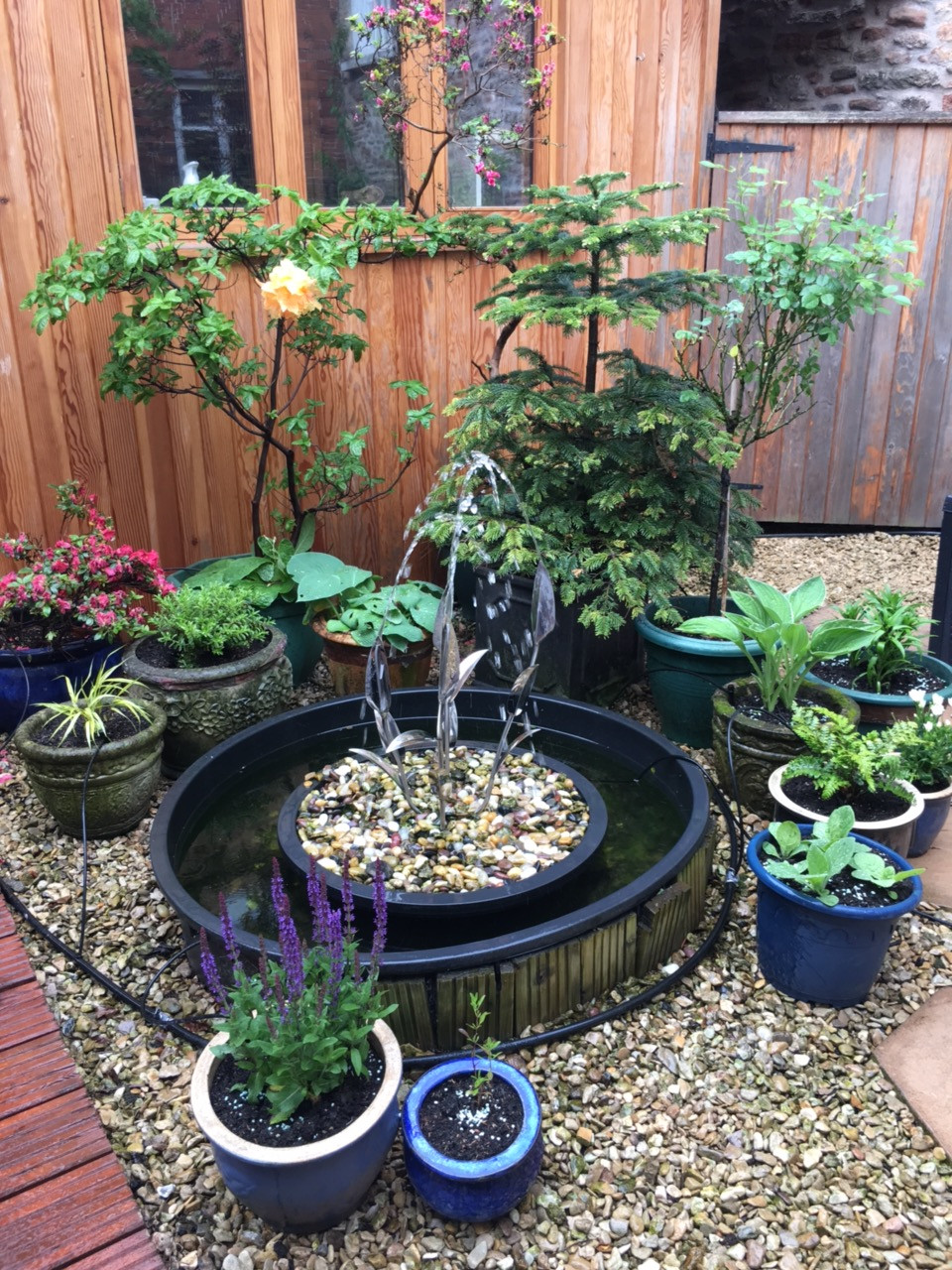 Potted plants at Rock House Dental Practice