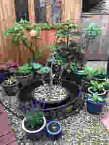 Potted plants at Rock House Dental Practice