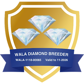 Sunrise Australian Labradoodles Diamond 3.png