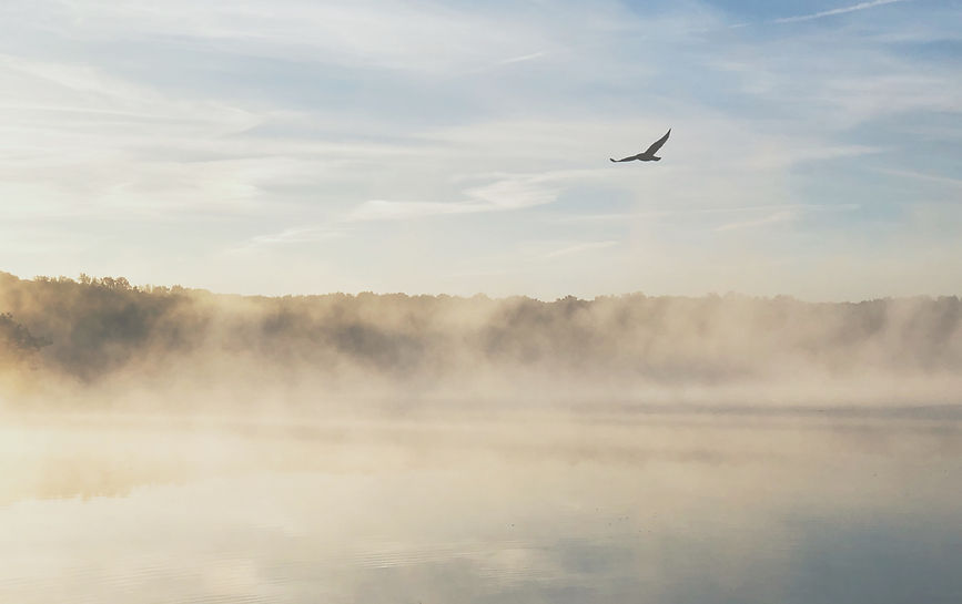 eagle gliding near fogging lake_edited_edited.jpg