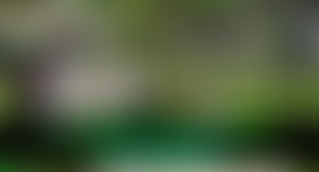 Más de 20.000 árboles sembrados.
