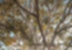 jeremy-bishop-j06lbRyrXgw-unsplash_edited.jpg