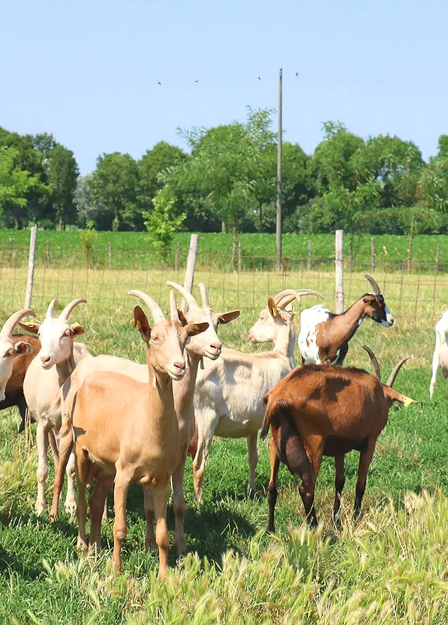 Home La Capreria Formaggi Di Capra Italiani Biologici