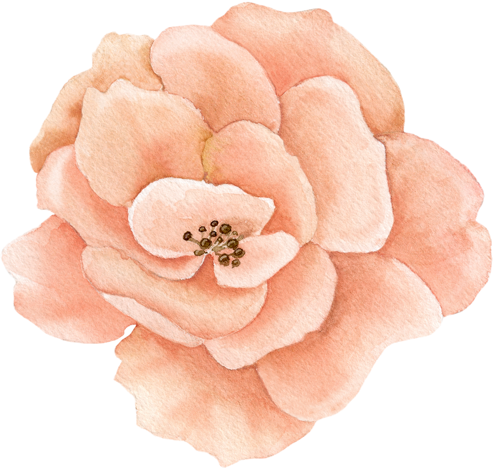 Peach Flower Illustration