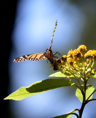 Monarch Butterflies - Sierra Chincua - Michoacan - Mexico (25)_edited.jpg