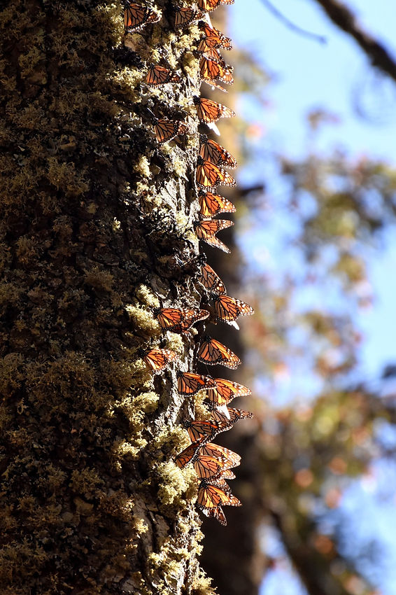 Monarch Butterfly Colony in Mexico