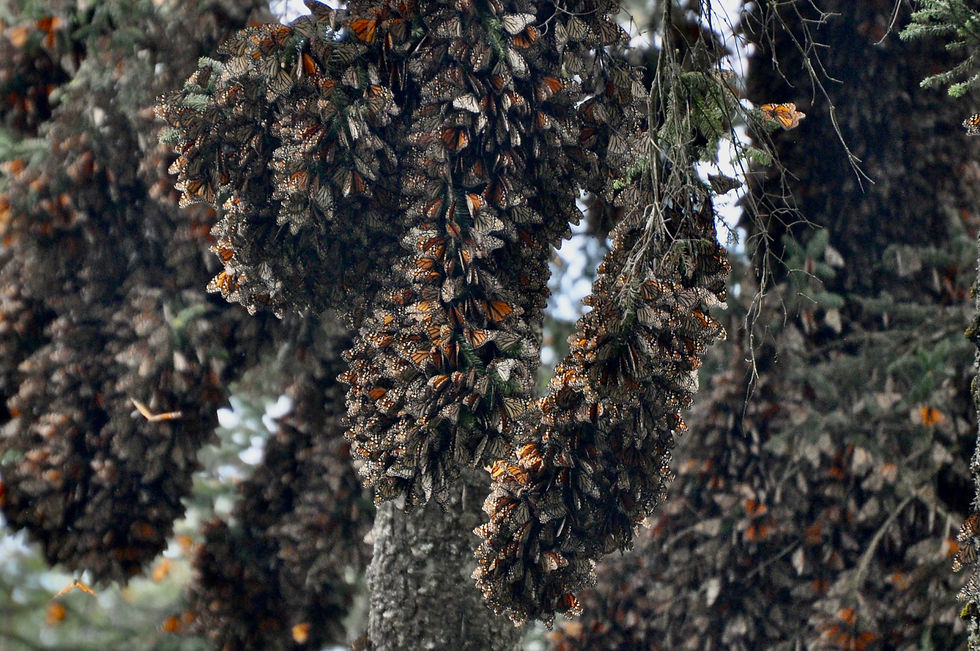 DSC_0434_edited.jpg