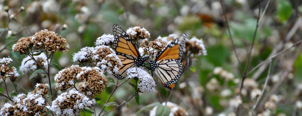 DSC_0426_edited.jpg