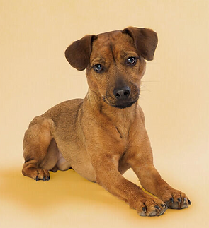 jack russell nuttall patterdale terriers
