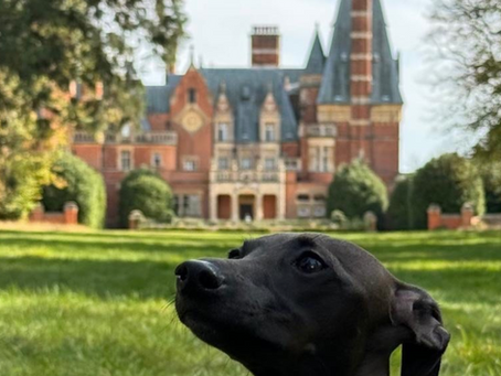 Doggy Day Care in South London: Discover 84 Acres