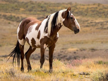 La fortaleza del Mustang.