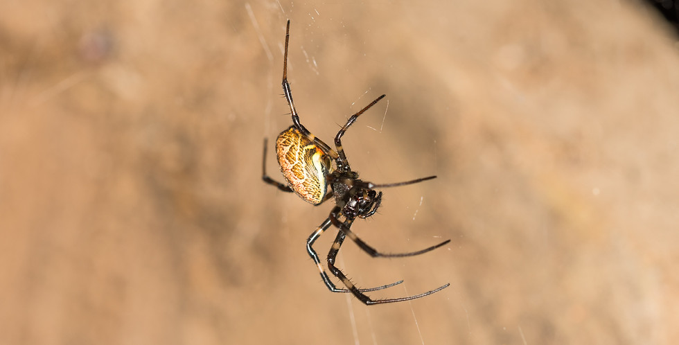 WLH_5025-2.jpg