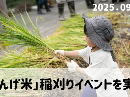 「誰かの田んぼをみんなの田んぼに」日高町小浦区でれんげ米の稲刈りを実施