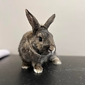 A rabbit being treated at Glenn Vets