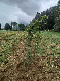 Plantation 6.jpg