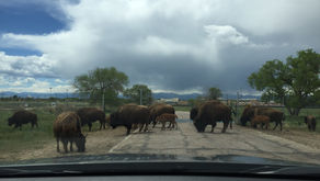 Day 5: Exploring Denver & Fort Collins 