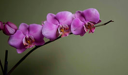 Purple Orchid
