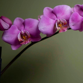 Purple Orchid 
