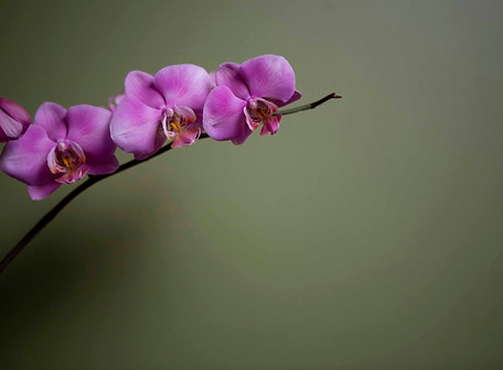 Purple Orchid