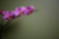 Purple Orchid