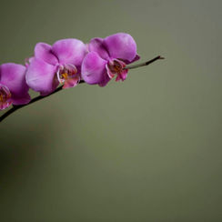 Purple Orchid 