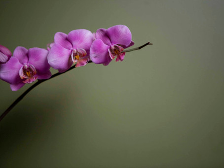 ORQUÍDEAS
