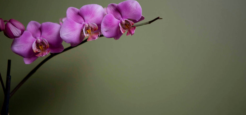 Purple Orchid flower