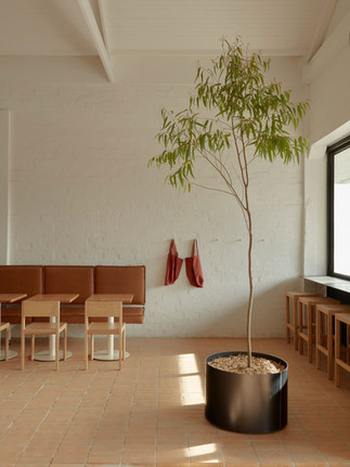 Arbre intérieur et lumière naturelle dans l’espace du café Prior à Melbourne.